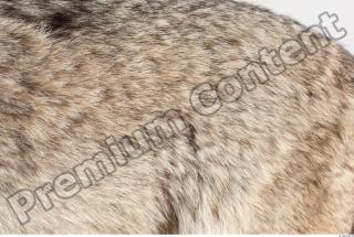 Wolf fur photo reference 0003